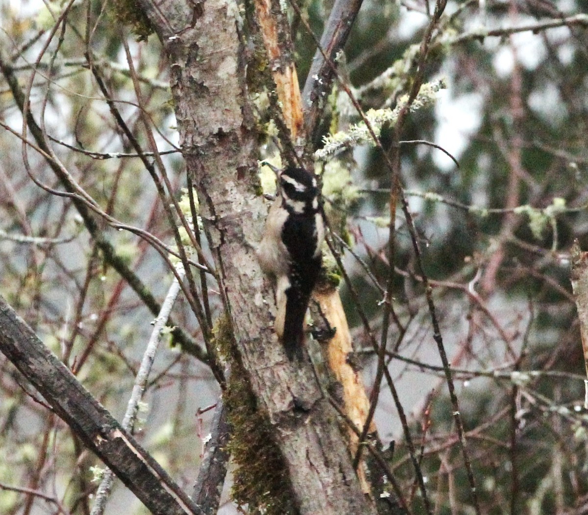 Hairy Woodpecker - ML627840319