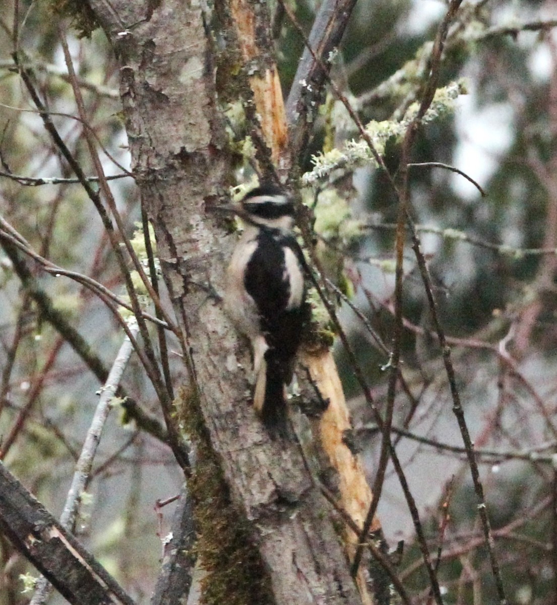 Hairy Woodpecker - ML627840320