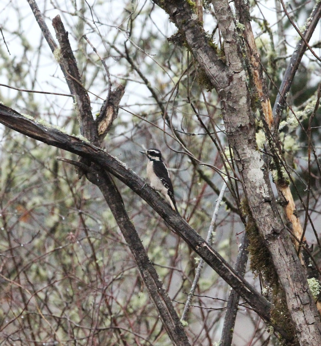 Hairy Woodpecker - ML627840321