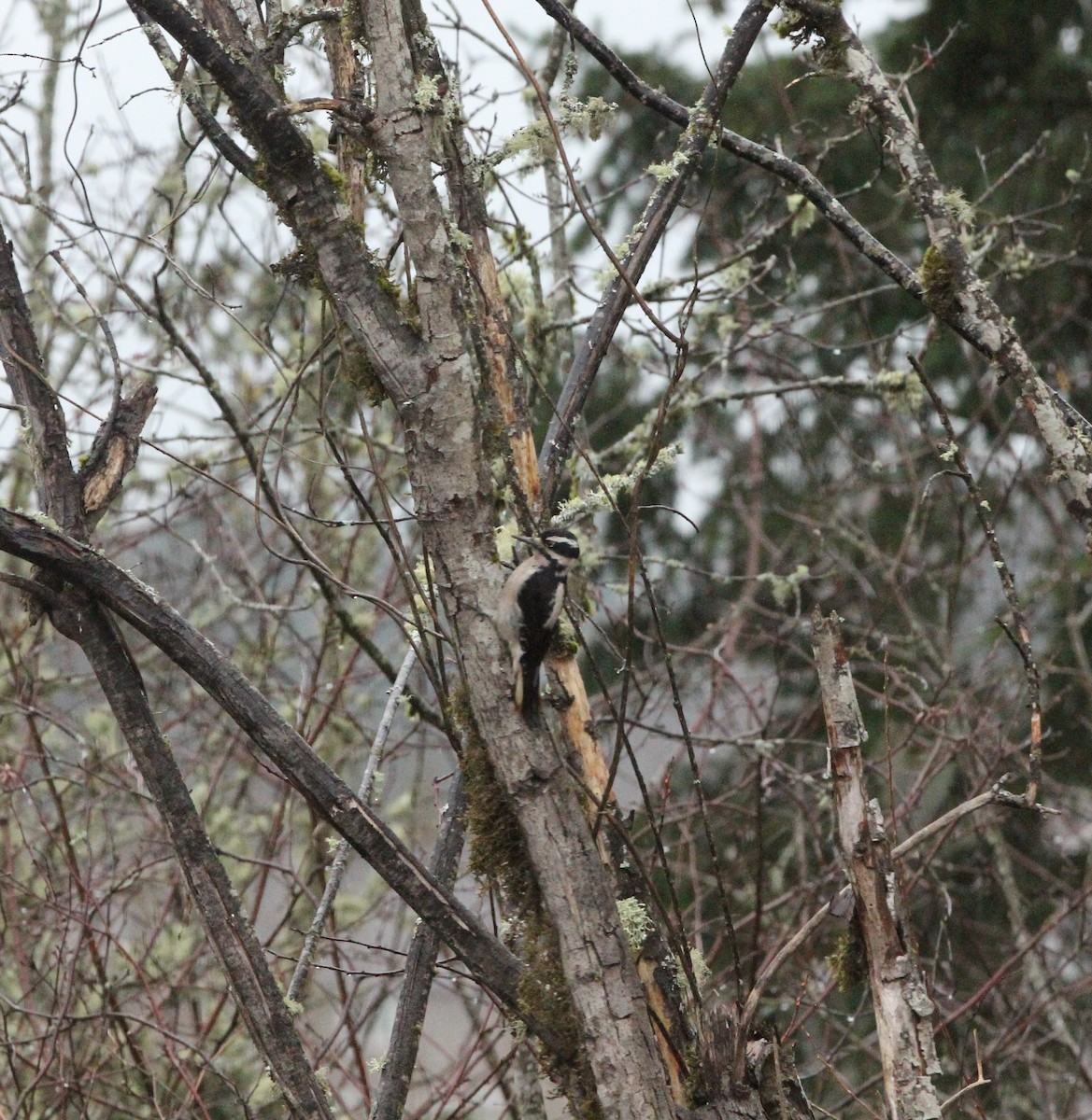 Hairy Woodpecker - ML627840323