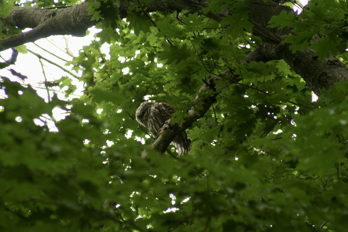 Barred Owl - ML627840381