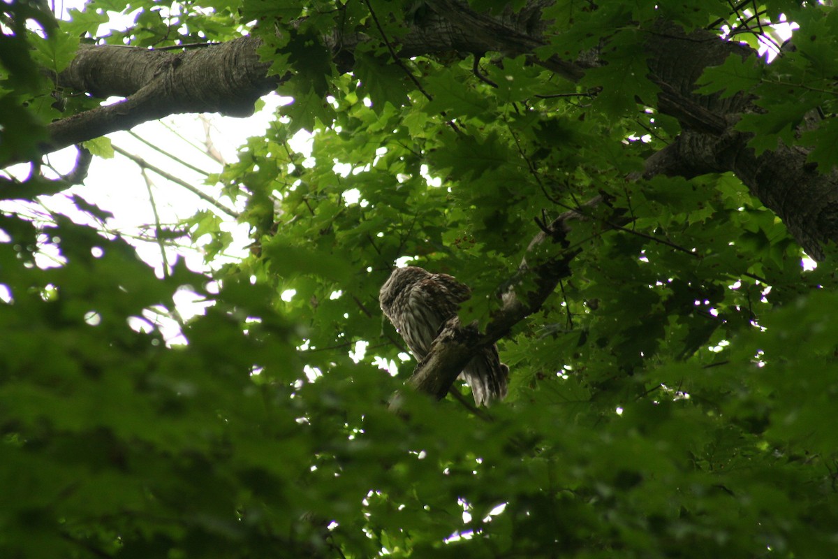 Barred Owl - ML627840387