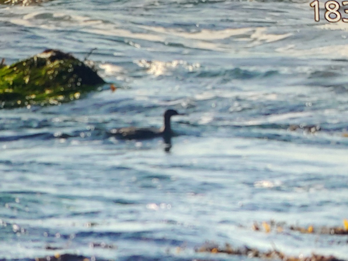 Red-breasted Merganser - ML627840397