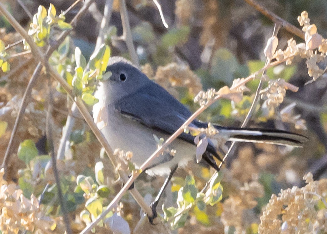 Blue-gray Gnatcatcher - ML627840405