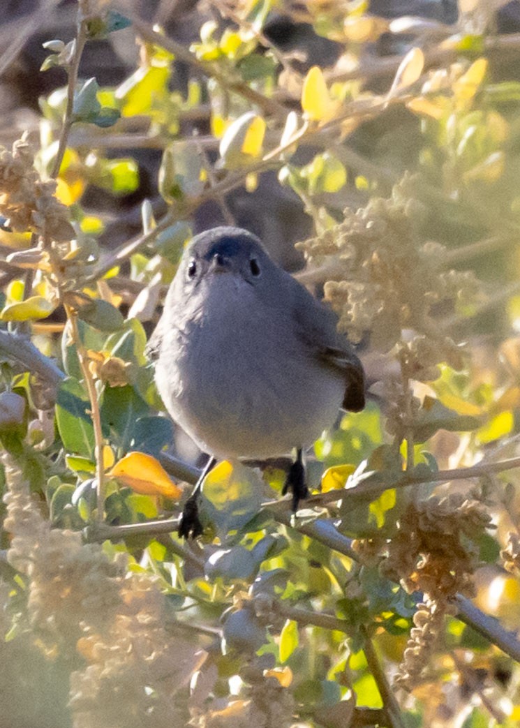 Blue-gray Gnatcatcher - ML627840406