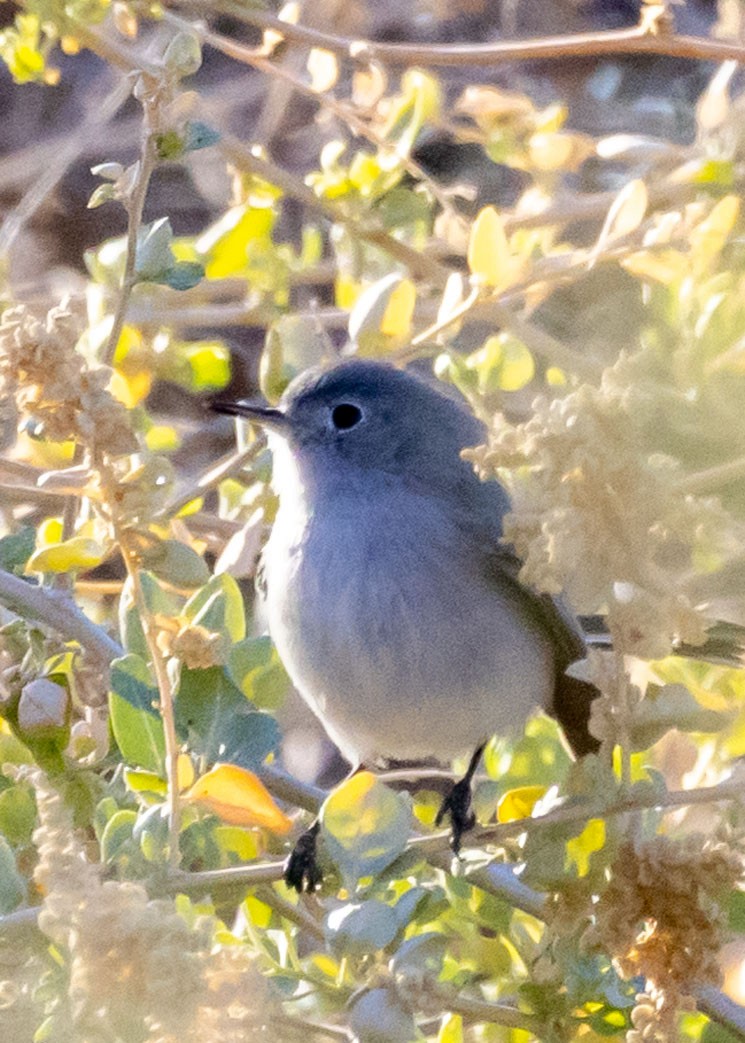 Blue-gray Gnatcatcher - ML627840407