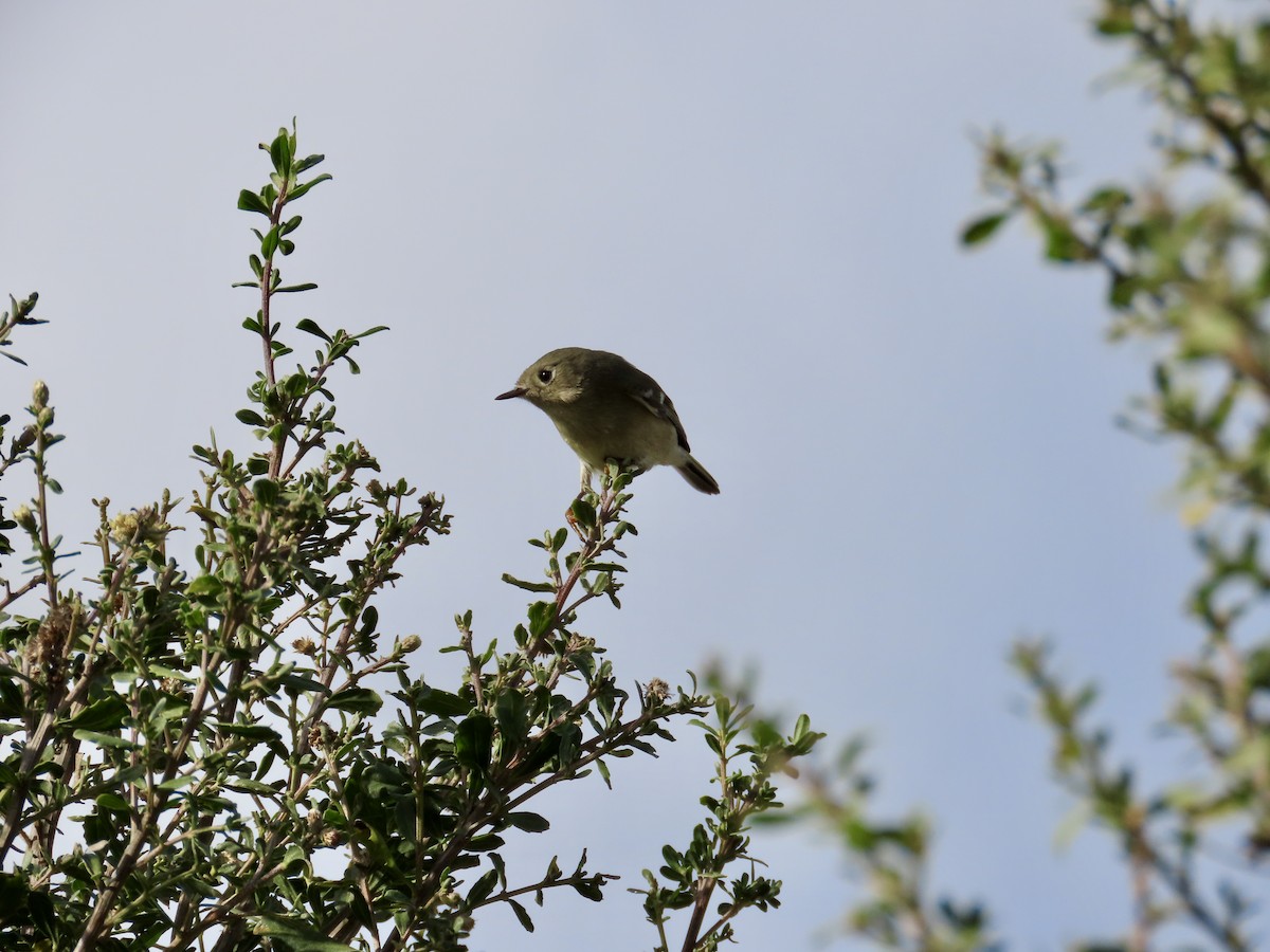 Roitelet à couronne rubis - ML627840426