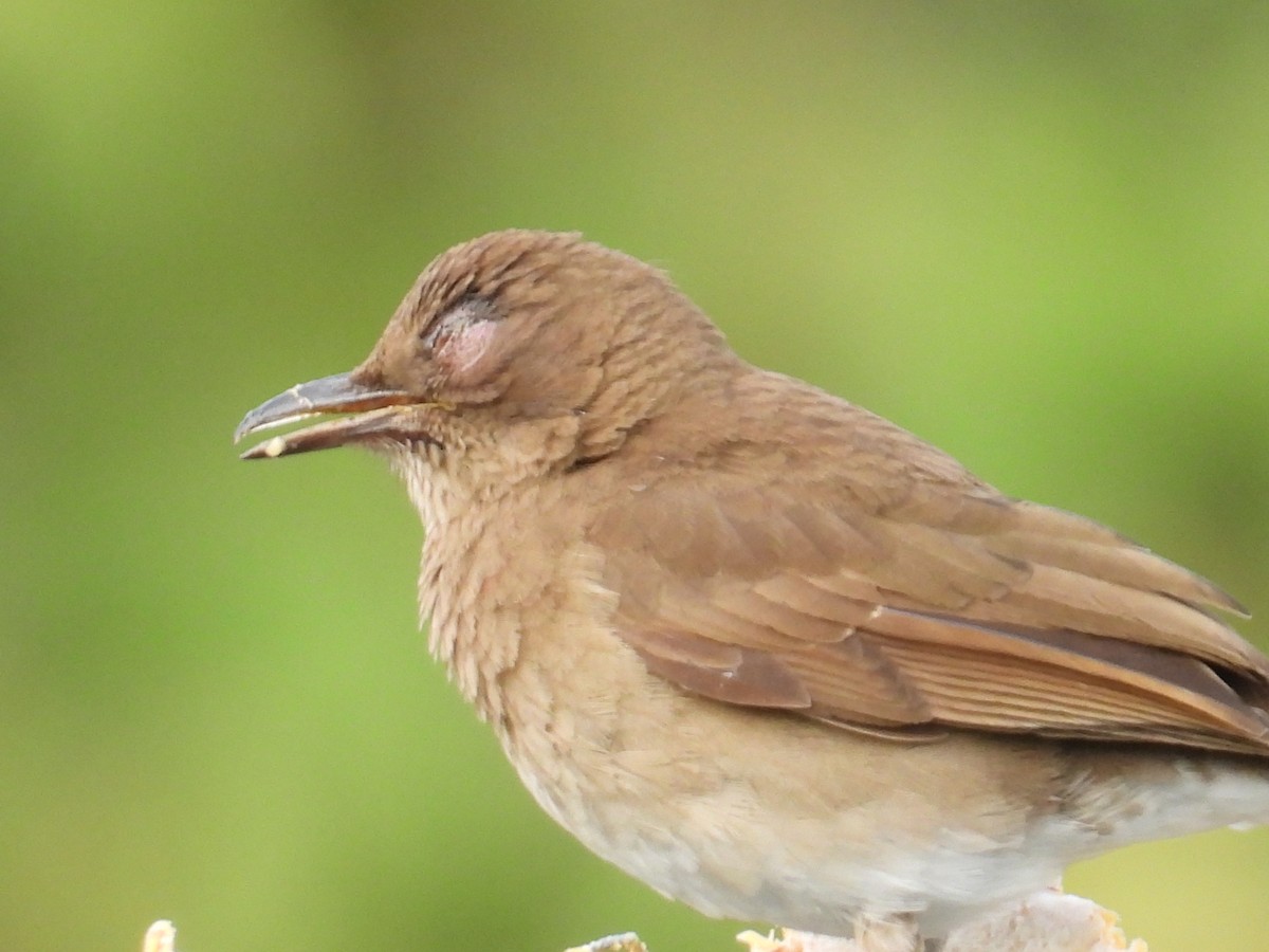 Black-billed Thrush - ML627840455