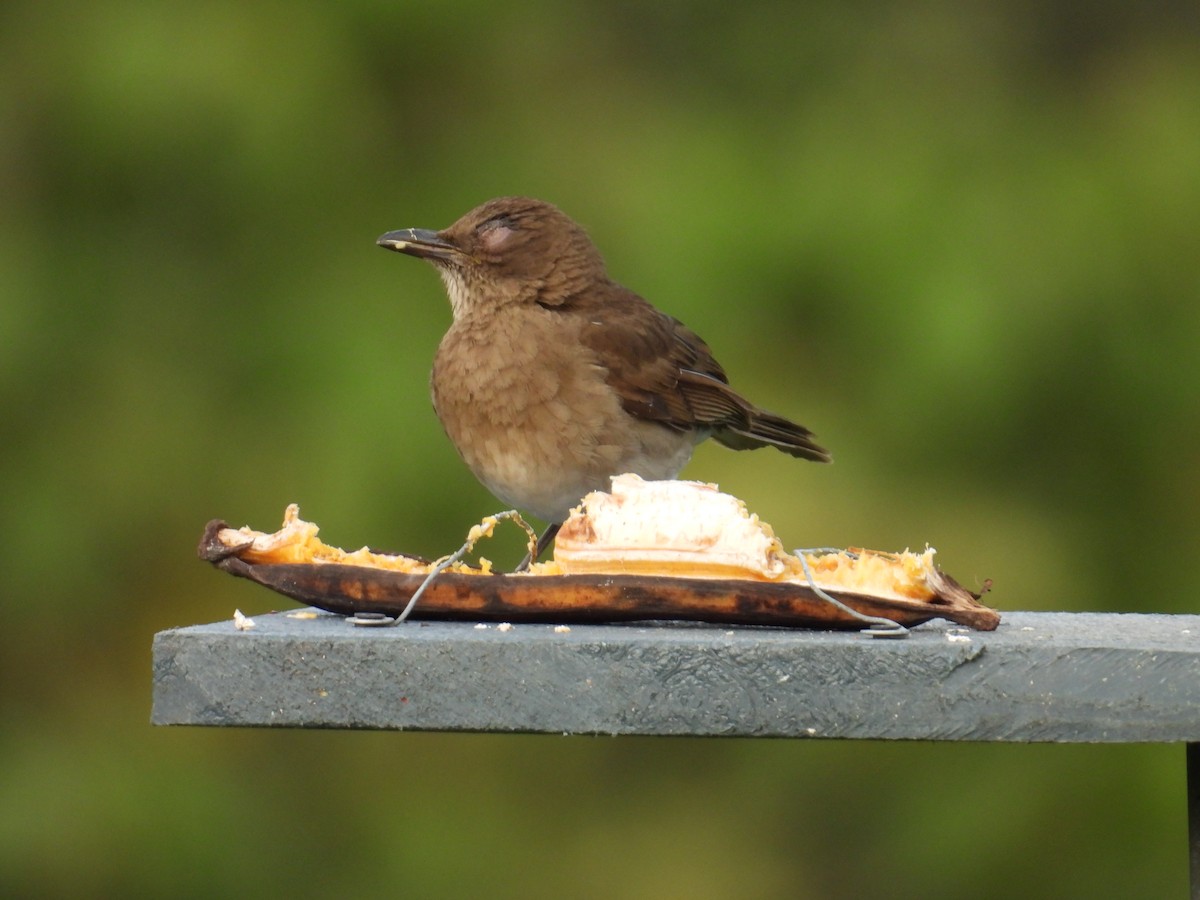 Black-billed Thrush - ML627840456