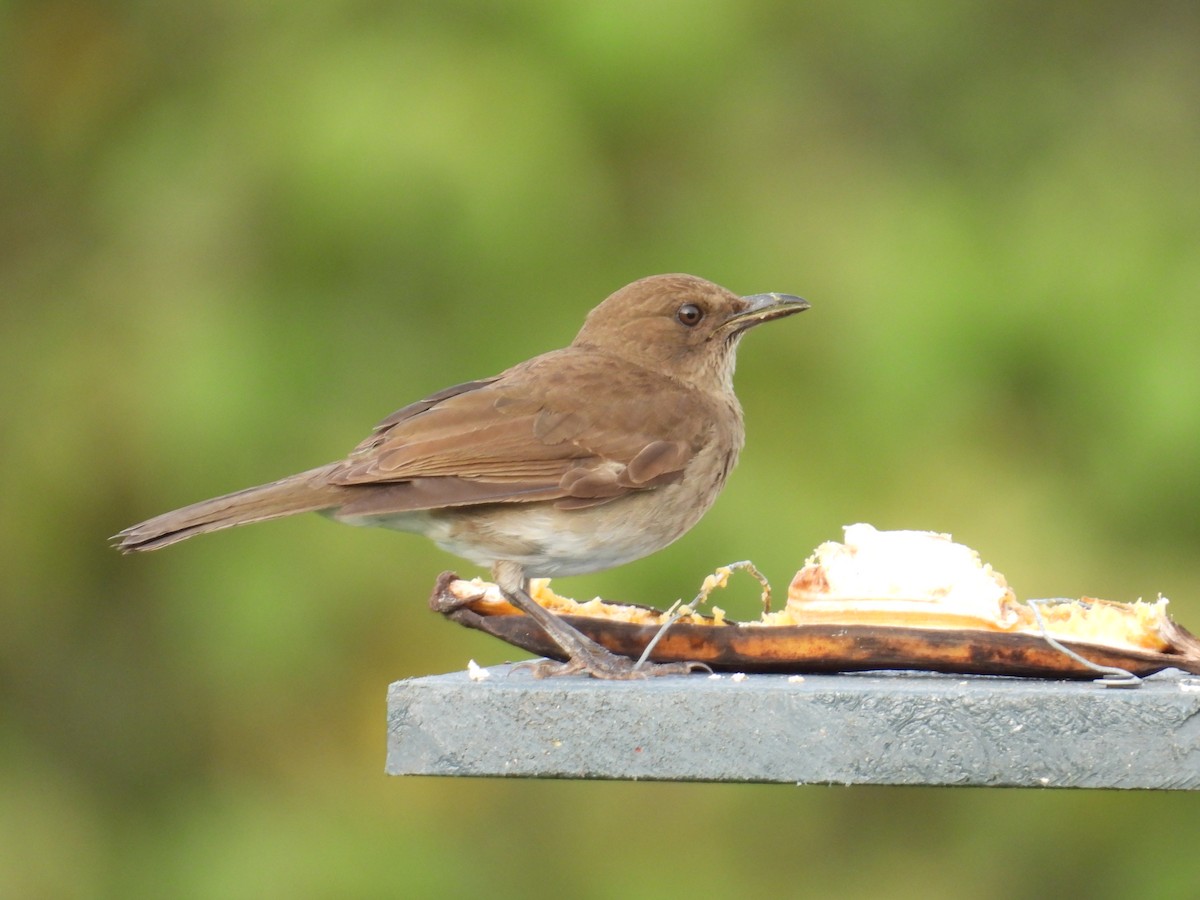 Black-billed Thrush - ML627840457