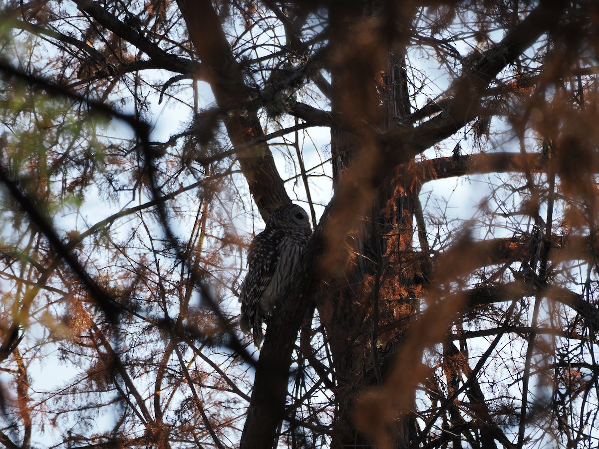 Barred Owl - ML627840541