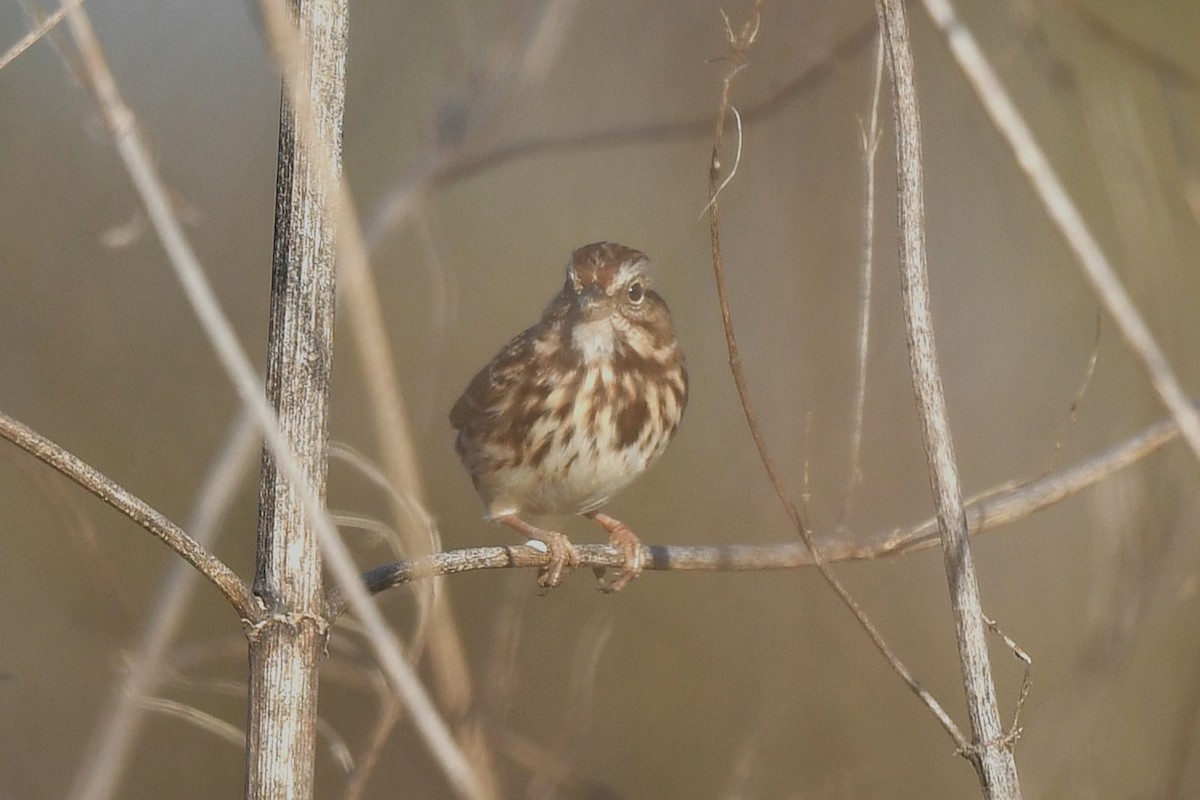 Song Sparrow - ML627840548