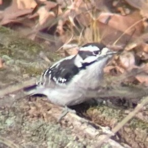 Downy Woodpecker - ML627840575