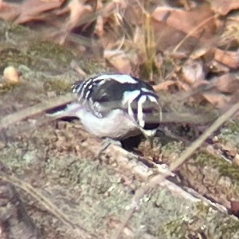 Downy Woodpecker - ML627840576