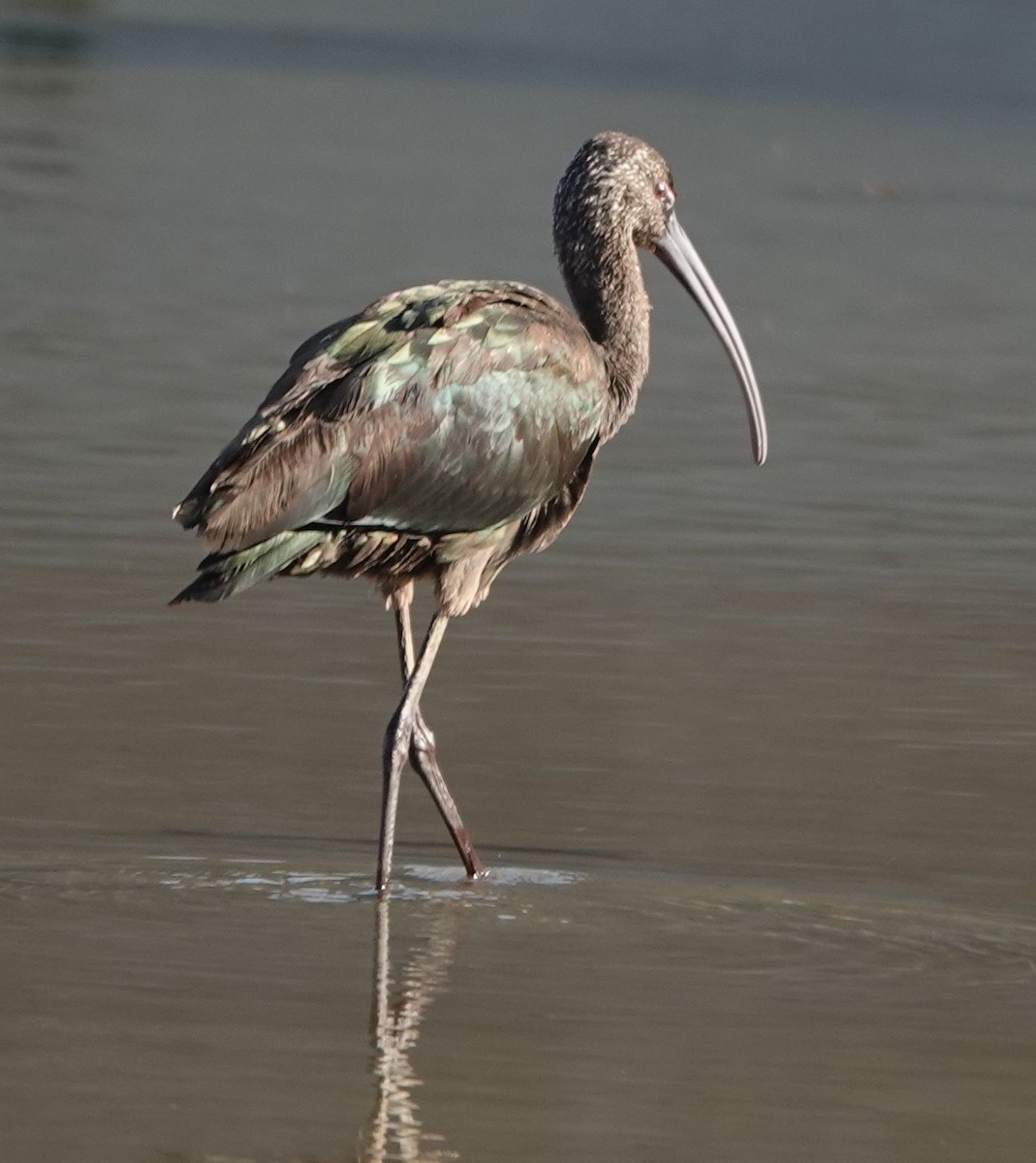 White-faced Ibis - ML627840584