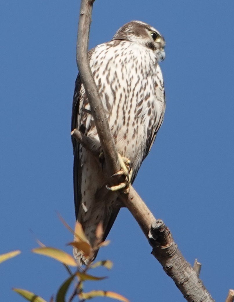 Prairie Falcon - ML627840605