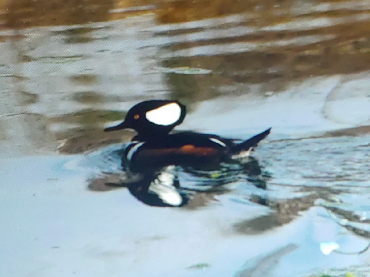 Hooded Merganser - ML627840606