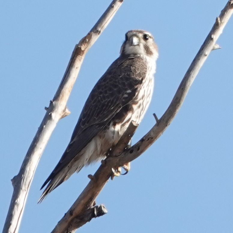 Prairie Falcon - ML627840612