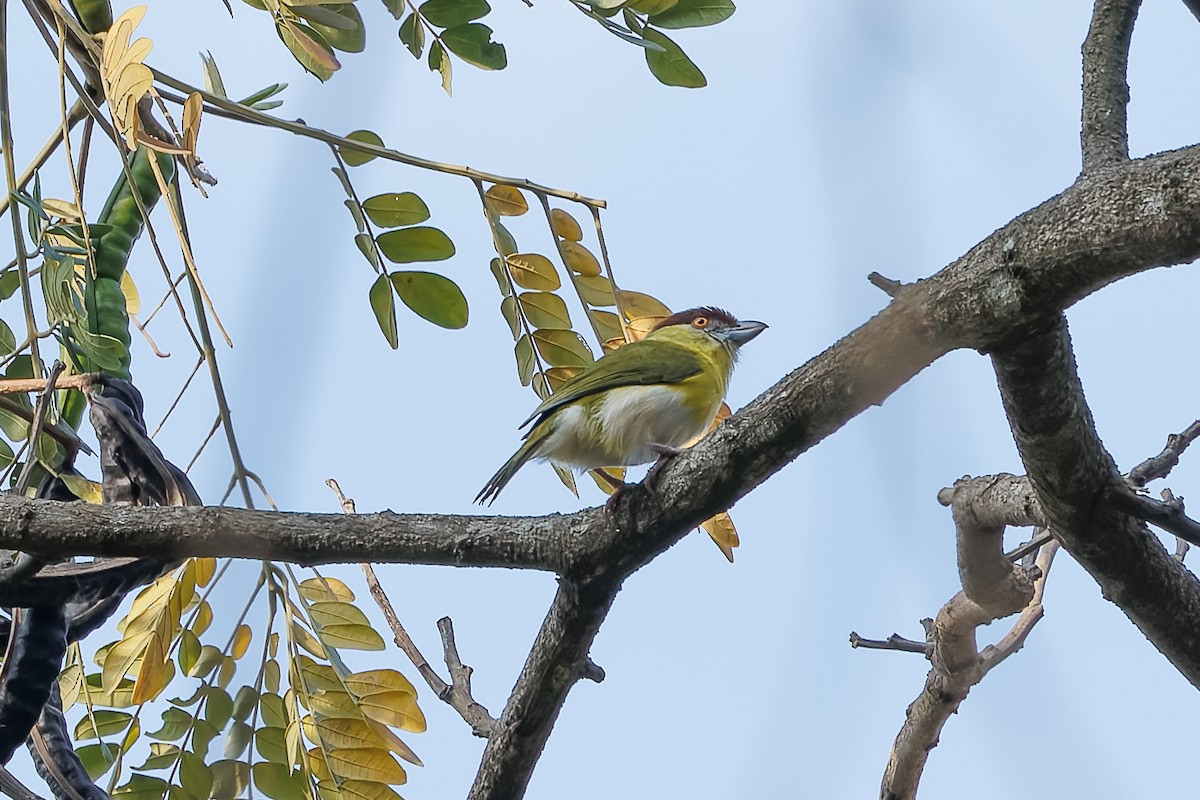 Rufous-browed Peppershrike - ML627840622