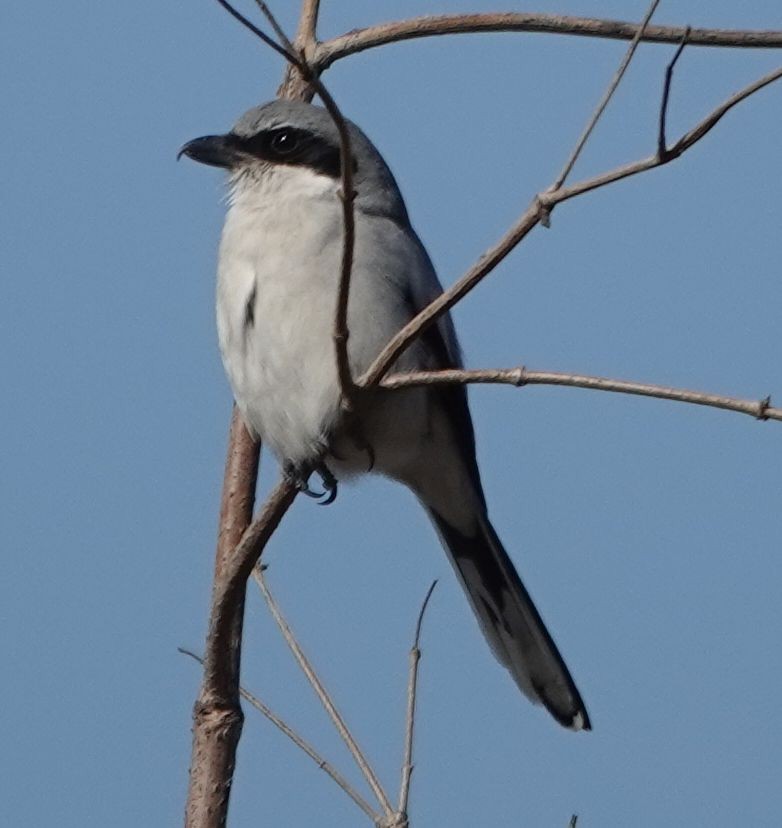 Loggerhead Shrike - ML627840627