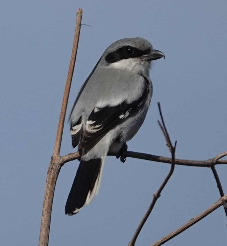 Loggerhead Shrike - ML627840630