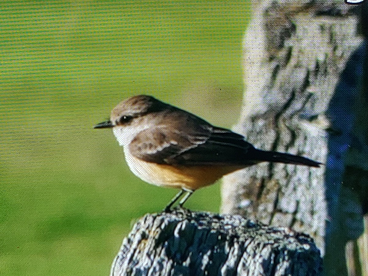 Vermilion Flycatcher - ML627840631