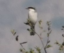 Loggerhead Shrike - ML627840638