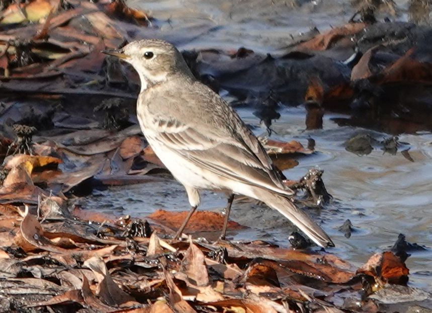 American Pipit - ML627840646