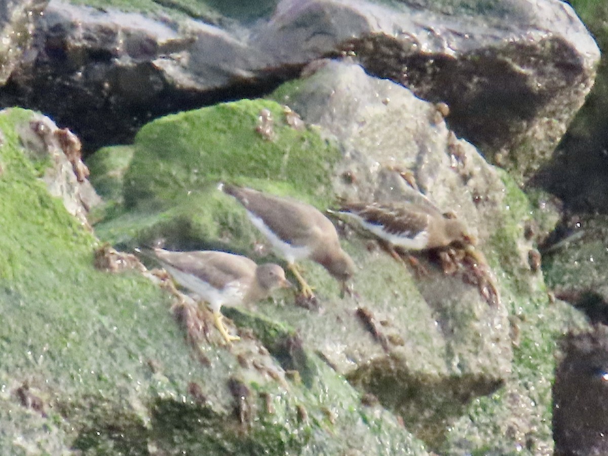 Black Turnstone - ML627840647
