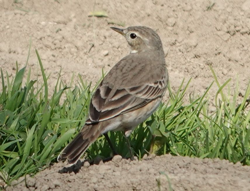 American Pipit - ML627840649