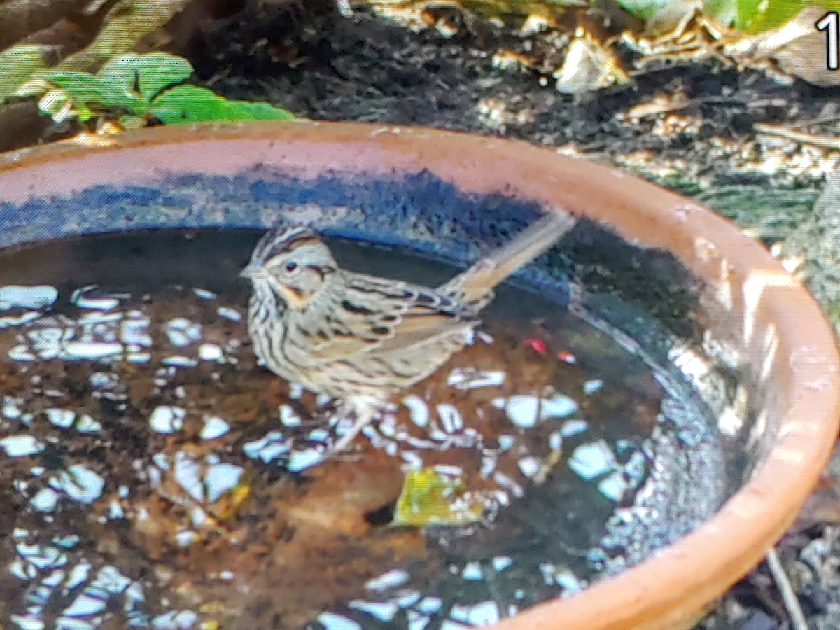Lincoln's Sparrow - ML627840654
