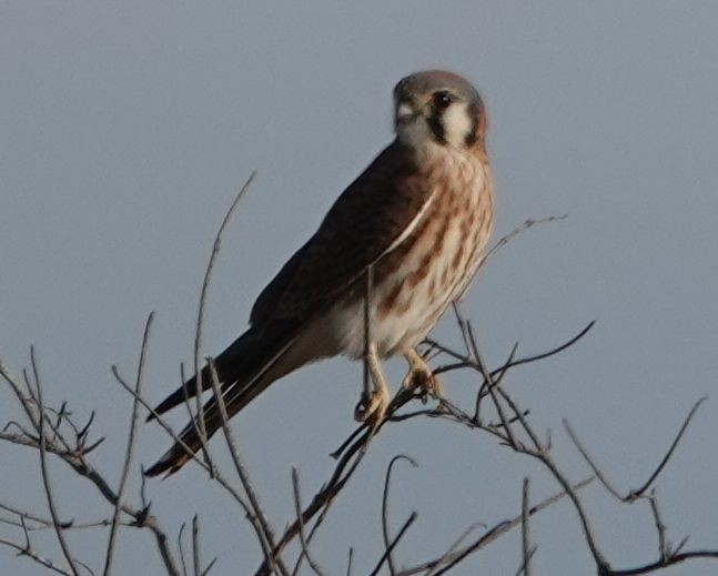 American Kestrel - ML627840656