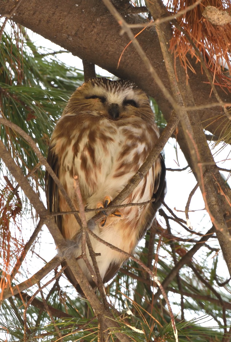 Northern Saw-whet Owl - ML627840660