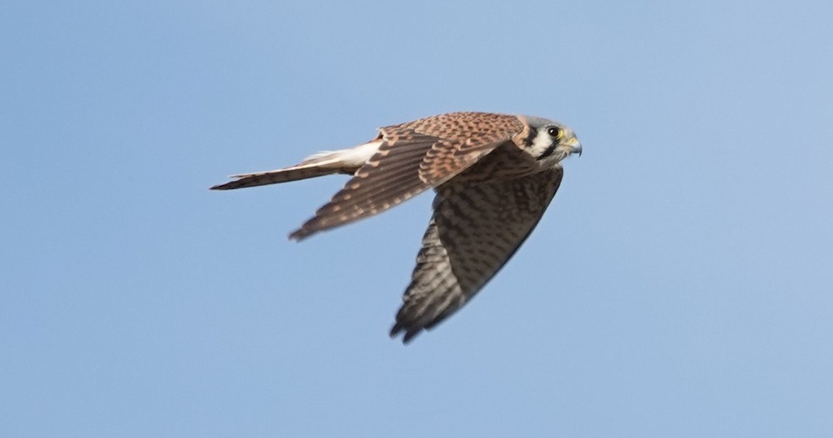 American Kestrel - ML627840661