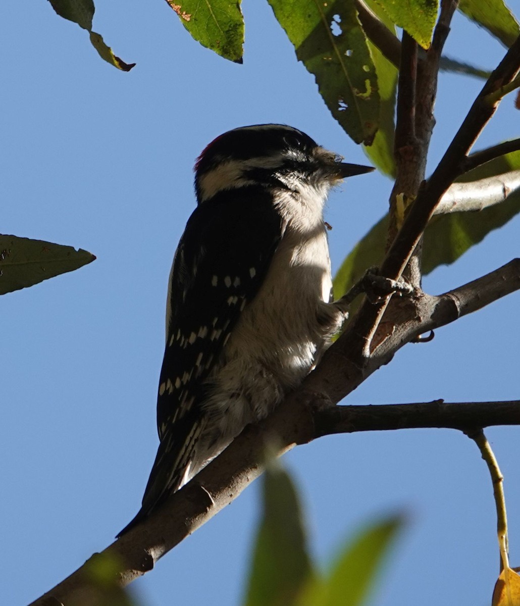 Downy Woodpecker - ML627840664