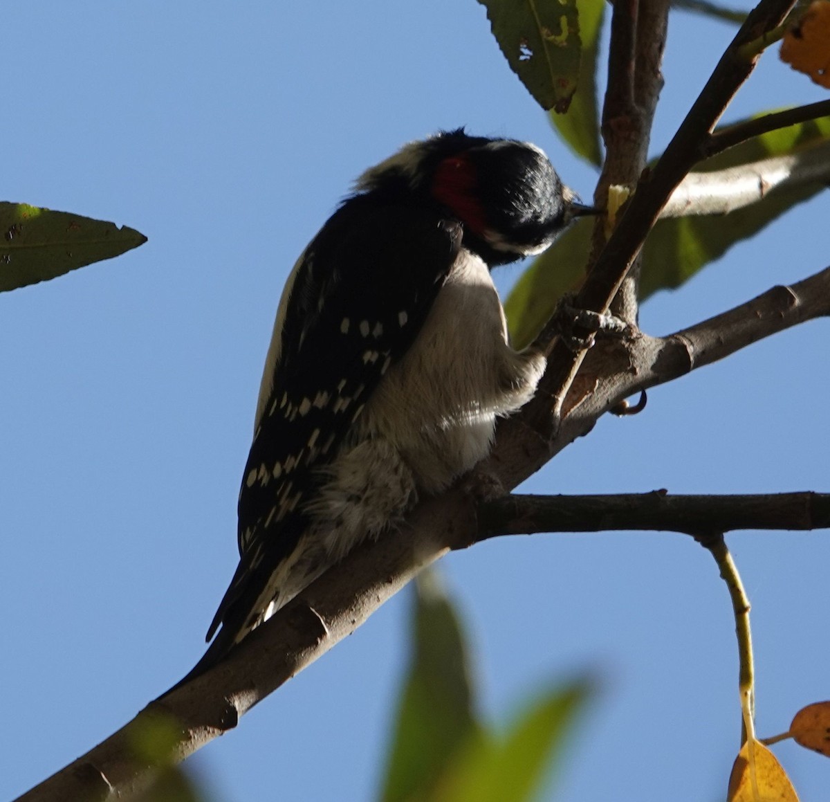 Downy Woodpecker - ML627840675