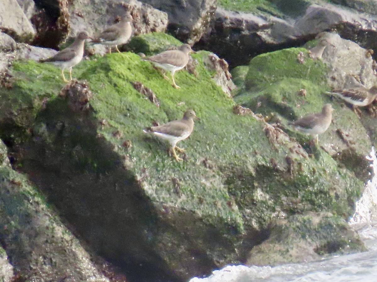 Surfbird - ML627840676