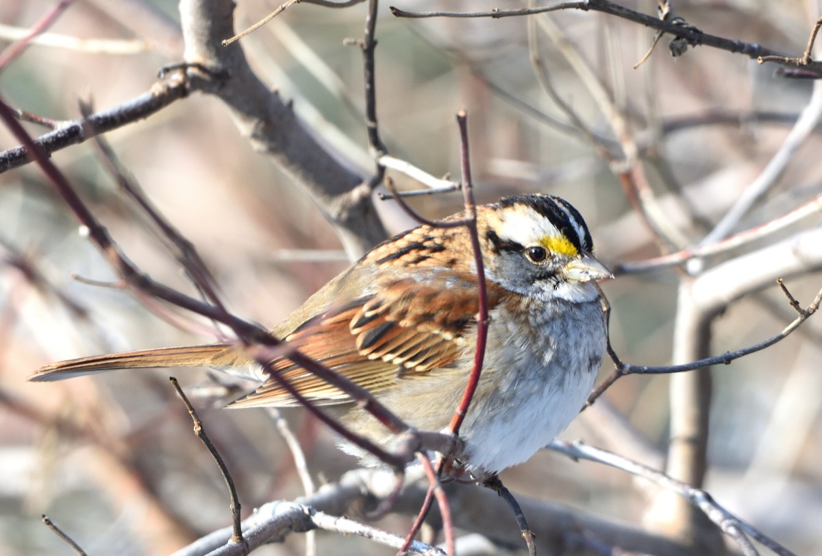 White-throated Sparrow - ML627840683