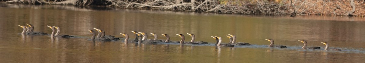 Double-crested Cormorant - ML627840697