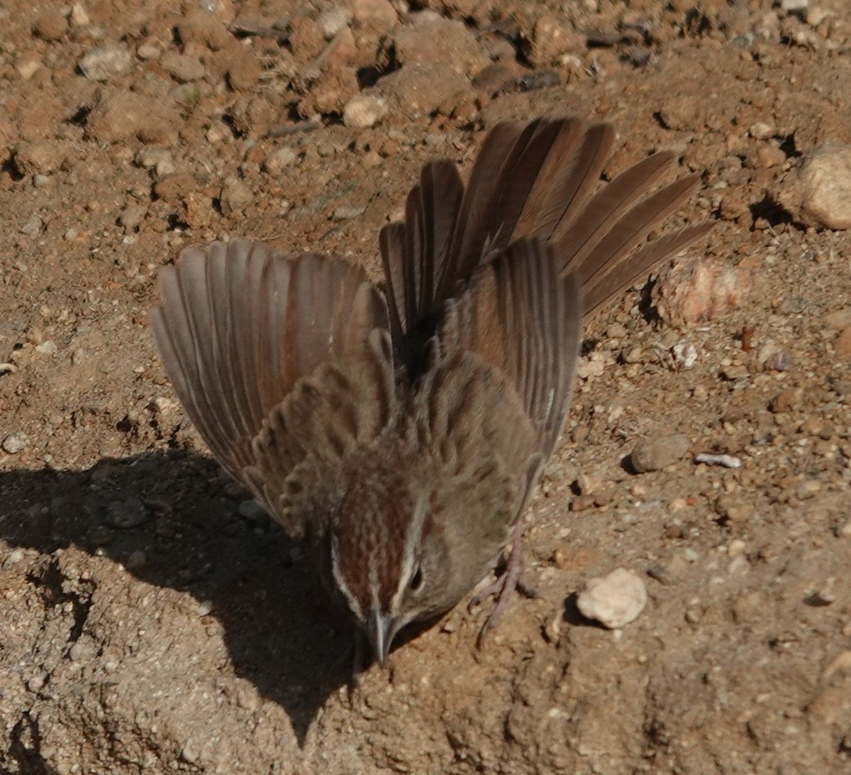 Rufous-crowned Sparrow - ML627840716