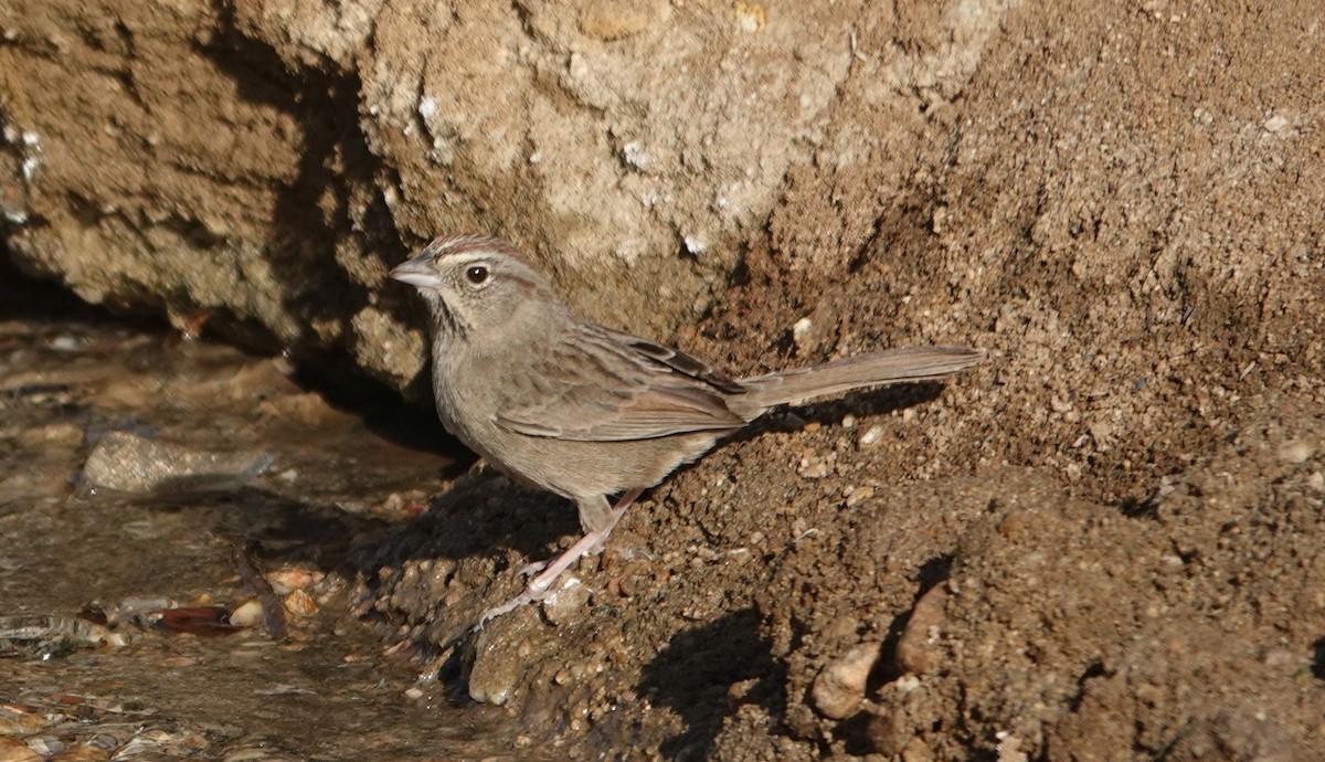 Rufous-crowned Sparrow - ML627840719