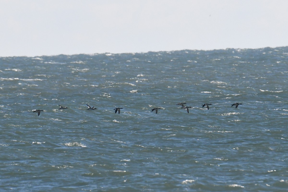 Mittelsäger - ML627840721