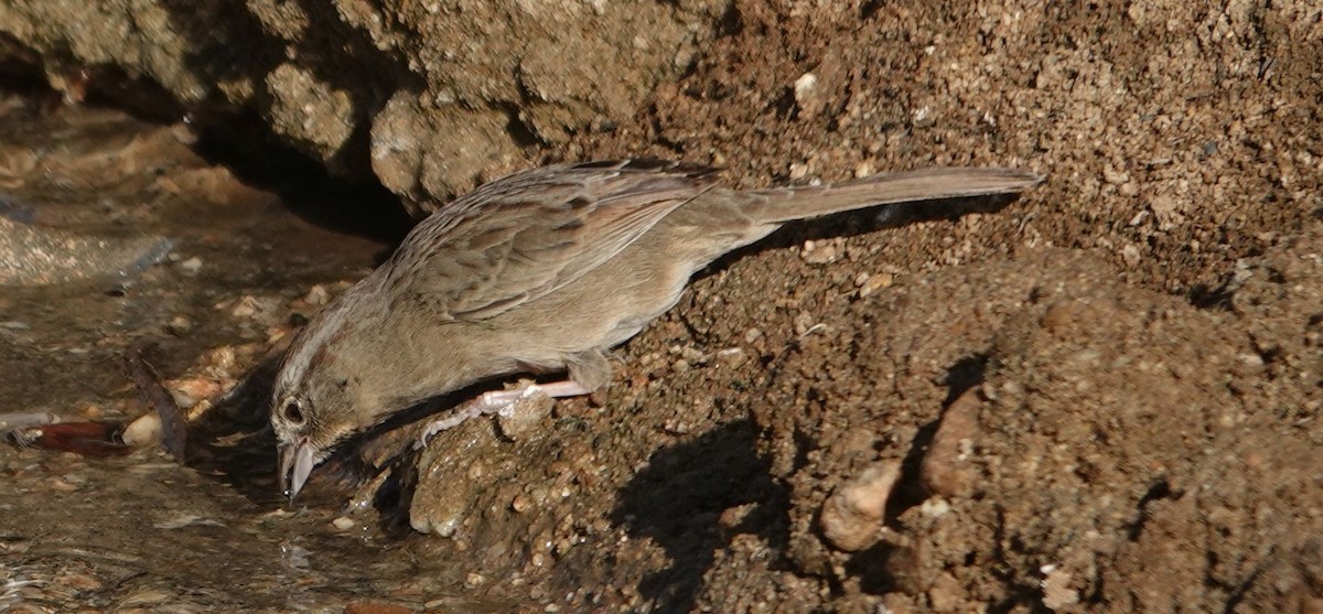 Rufous-crowned Sparrow - ML627840725