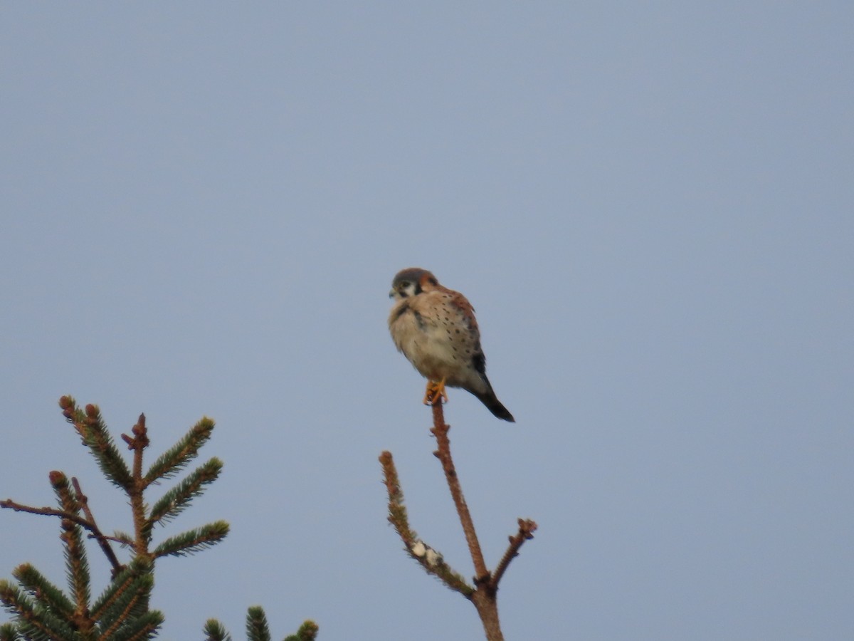 American Kestrel - ML627840743
