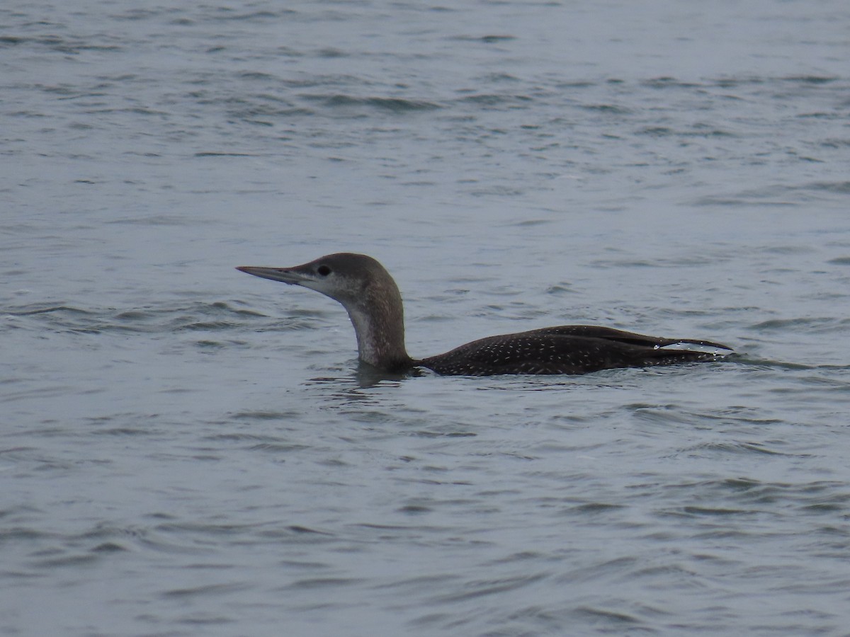 Common Loon - ML627840762