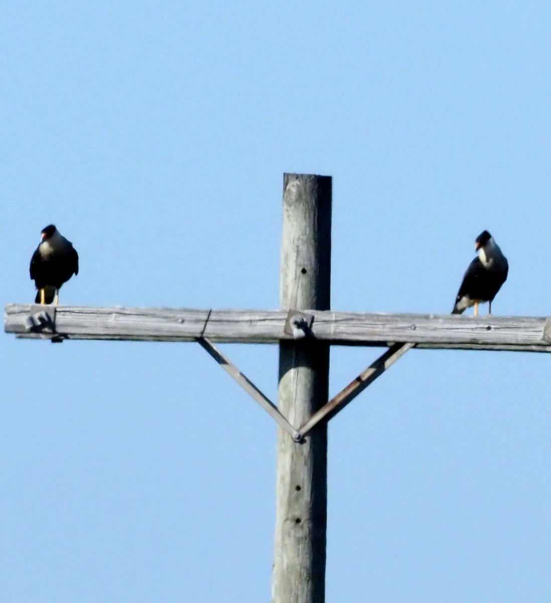 Crested Caracara - ML627840771