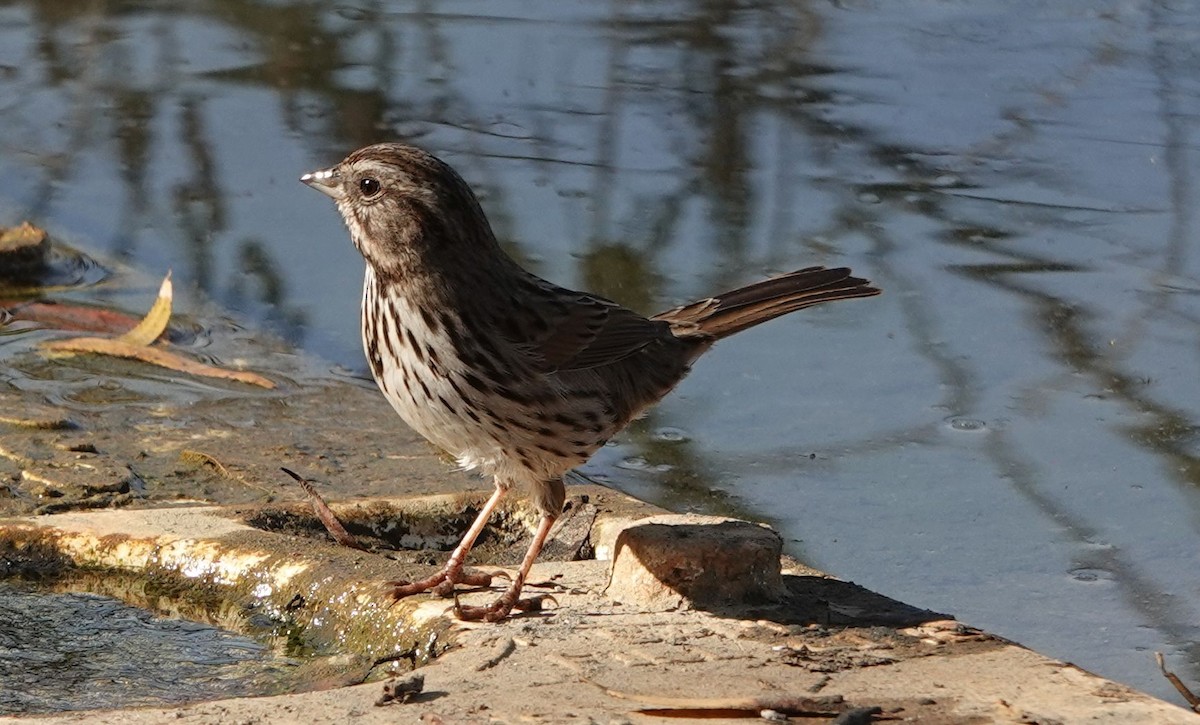 Song Sparrow - ML627840773