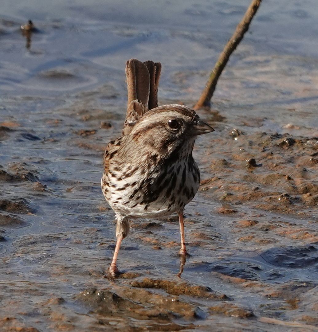 Song Sparrow - ML627840780