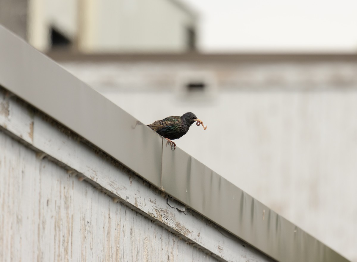 Arabazozo pikarta - ML627840832