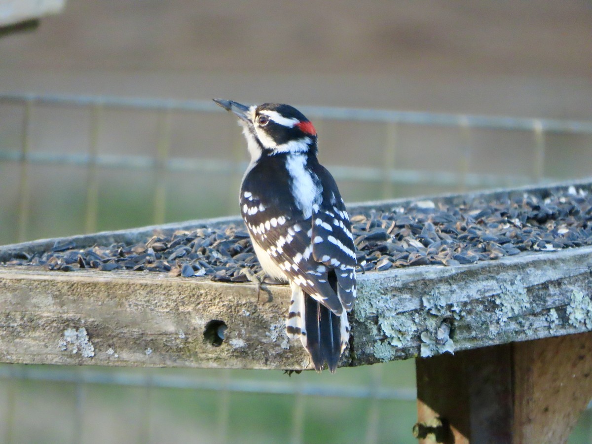 Downy Woodpecker - ML627840837